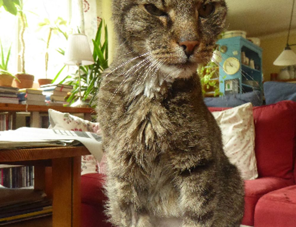 can i run widdeadvi games