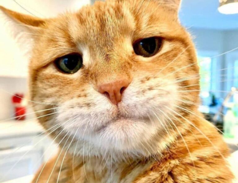 medicines that should not be used to treat tamophage