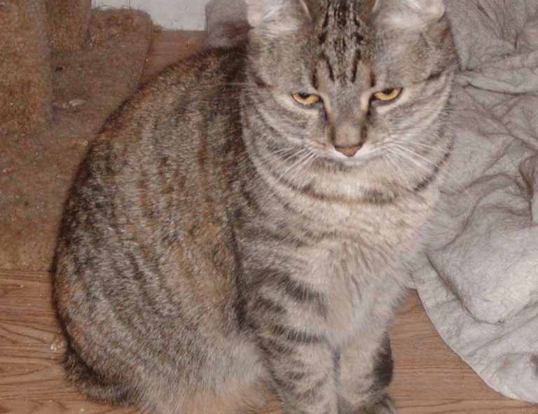 why can't i play game playonit55