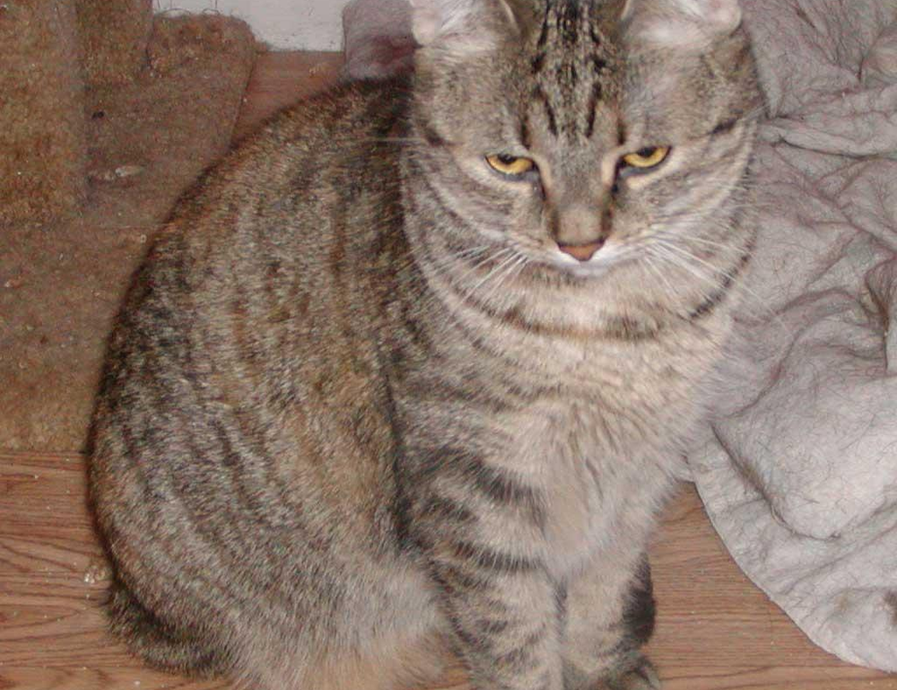 why can't i play game playonit55